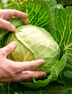 Agriculture